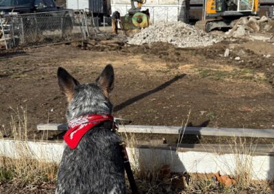 dog with rubble